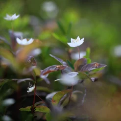 Metsämarja Akryylipinnoitettu Pöytätabletti