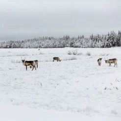 Saaga Brodeerattu Tyynynpäällinen