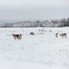 Saaga Tyynynpäällinen